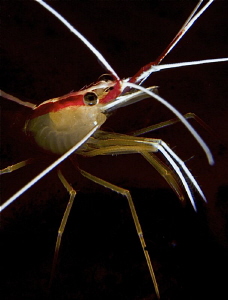 Cleaner shrimp in the dark by Doris Vierkötter 